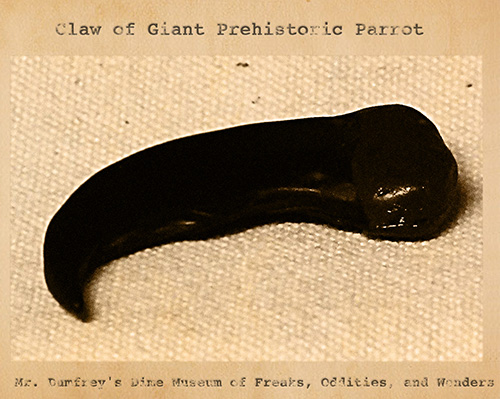 Curiosity House: Giant Parrot Claw